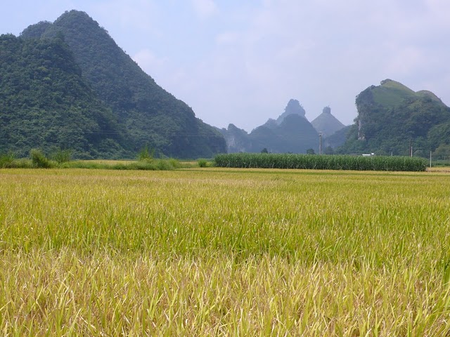 rice field in guizhou