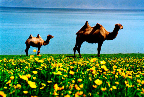 pictures of xinjiang, camels by chen hui