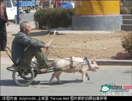 pig cart, china funny pictures