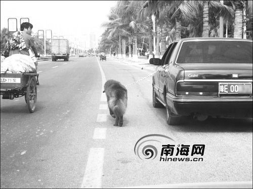 china funny pictures - walking dog with a car