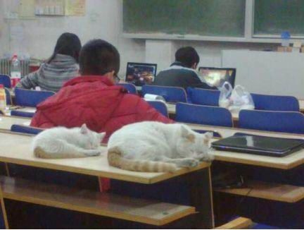 cats sleep in classroom