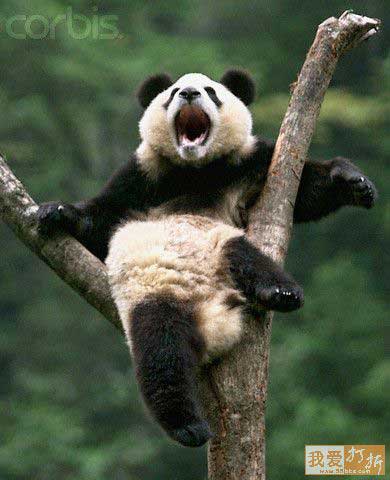 Real Kung Fu Panda, Panda Pictures, China Funny Pictures