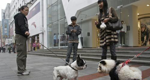 show panda dog on street