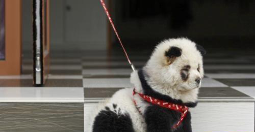 panda dog