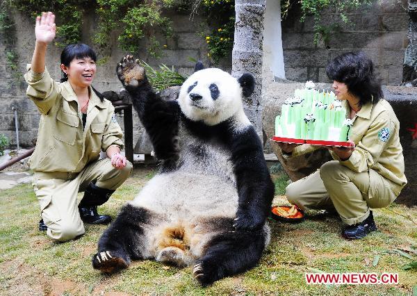 panda's greetings, funny panda