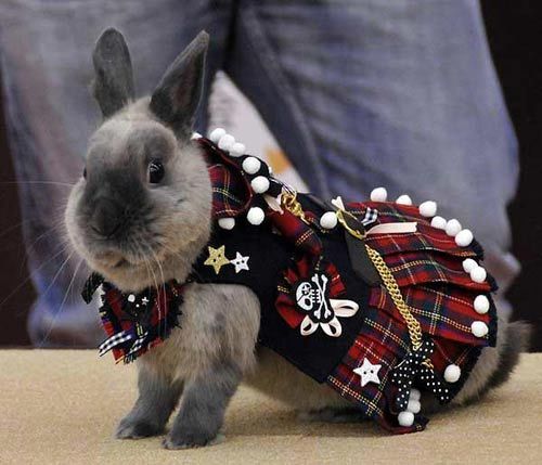 rabbit in kilt, china funny picture