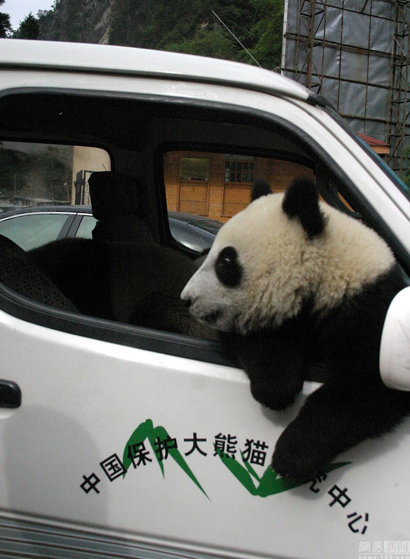 panda takes a ride
