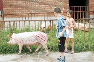 tattoo pig, china funny picture