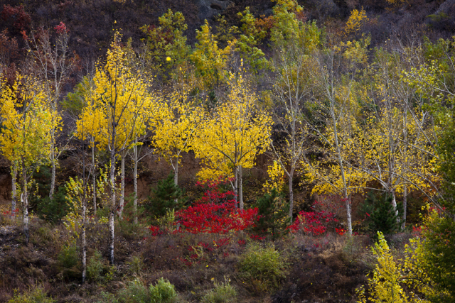 fall view in beijing suburb