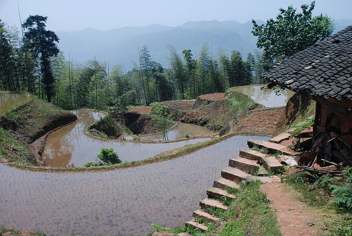 rice fields and farmers house in guizhou mountain area