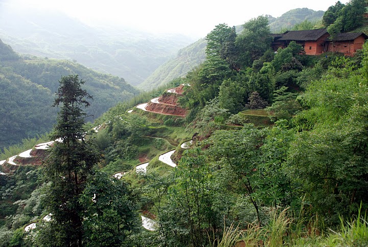 guizhou pictures, rice fields in mountain area