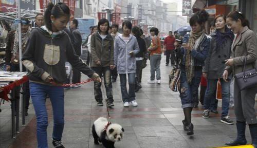show panda dog on street