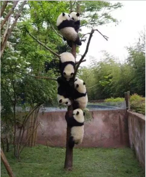 panda playground