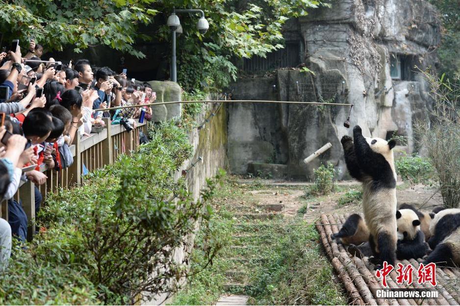 feed lovely panda